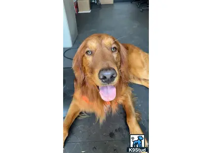 a golden retriever dog with its tongue out