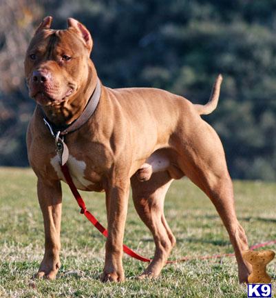 Gladiator best sale pit bulls