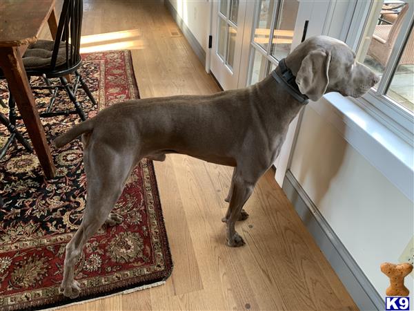 a weimaraner dog standing on a rug