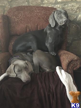 a group of weimaraner dogs lying on a couch