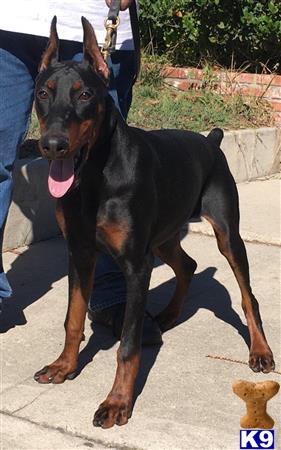 45+ European Doberman Pinscher