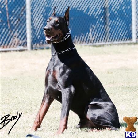 a doberman pinscher dog sitting on a doberman pinscher dog