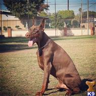 Puppies available from this stud, AKC White Doberman....