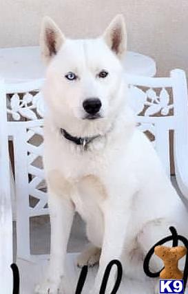 a white siberian husky dog with a bow tie