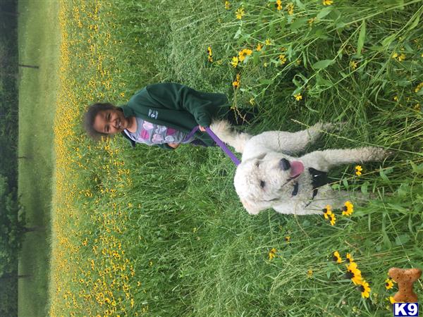 a person and a goldendoodles dog in a field of yellow flowers