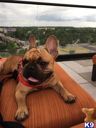 a french bulldog dog sitting on a table