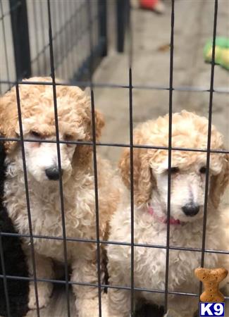 a group of poodle dogs in a cage