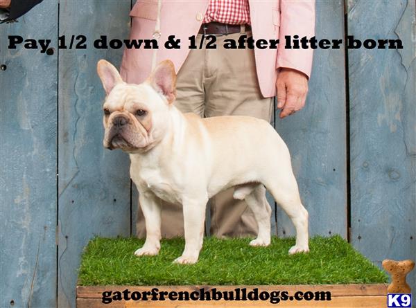 a french bulldog dog standing on grass