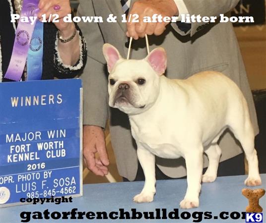 a french bulldog dog wearing a necklace