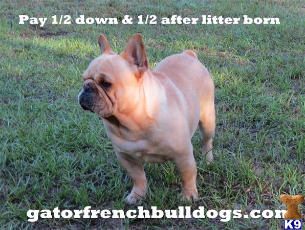 a french bulldog dog standing in grass