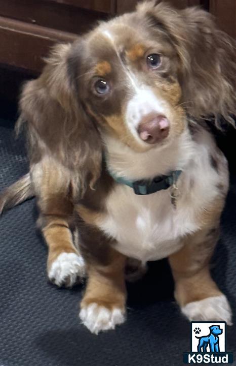 a dachshund dog sitting on a carpet