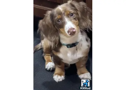 a dachshund dog sitting on a carpet