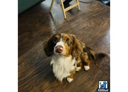 a dachshund dog sitting on the floor