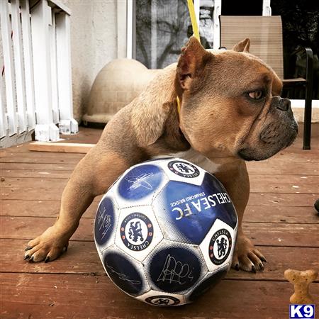 a american bully dog holding a football ball