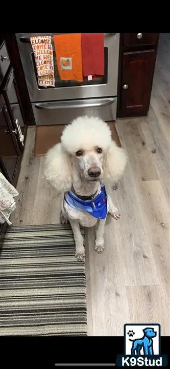 a poodle dog wearing a vest