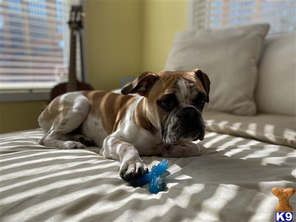 a bulldog dog lying on a bed