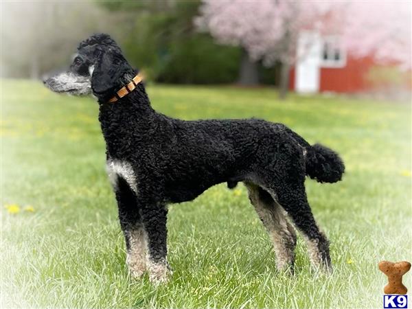 a black poodle dog standing in a grassy area