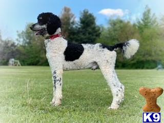 a poodle dog standing in a grassy area