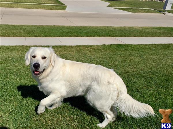 a white golden retriever dog lying on grass