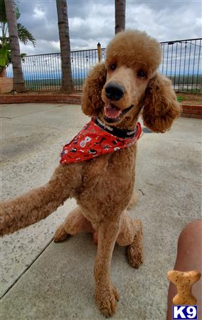 a poodle dog wearing a red shirt