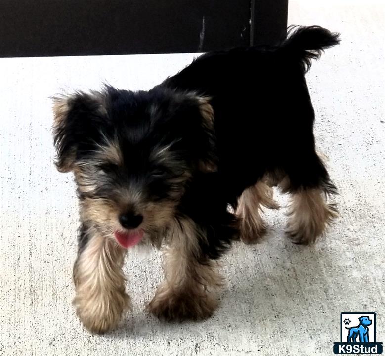 a yorkshire terrier dog lying on the ground