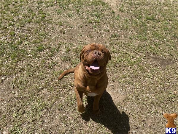 a dogue de bordeaux dog sitting on the ground