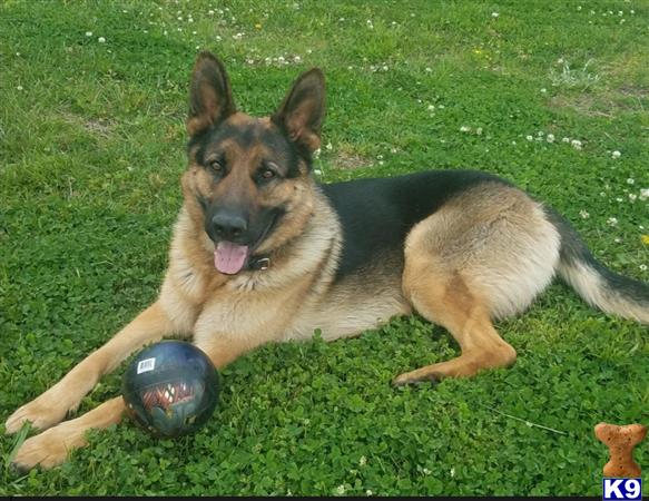 a german shepherd dog lying on grass with a ball