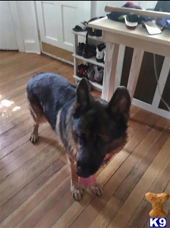 a german shepherd dog standing on a wood floor