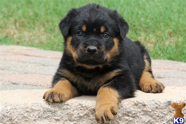 Rottweiler Puppy for Sale: Quincy / Rottweiler 10 Years old