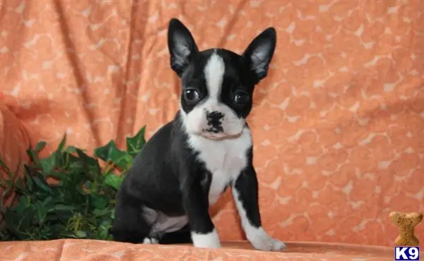 a black and white boston terrier dog