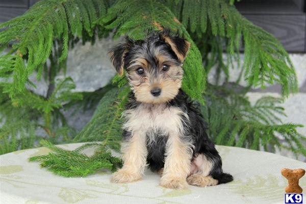 Mitzy / Morkie