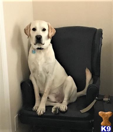 a labrador retriever dog sitting on a chair