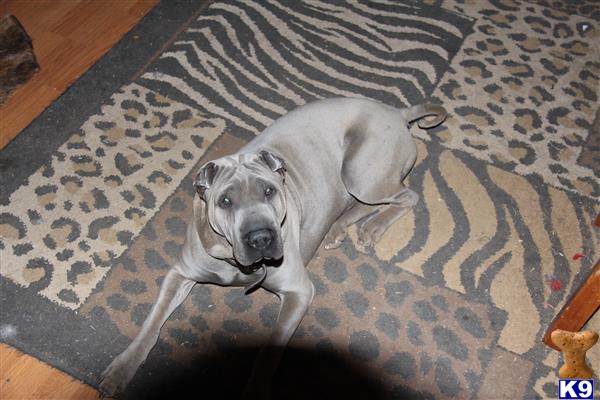 a chinese shar pei dog lying on a rug