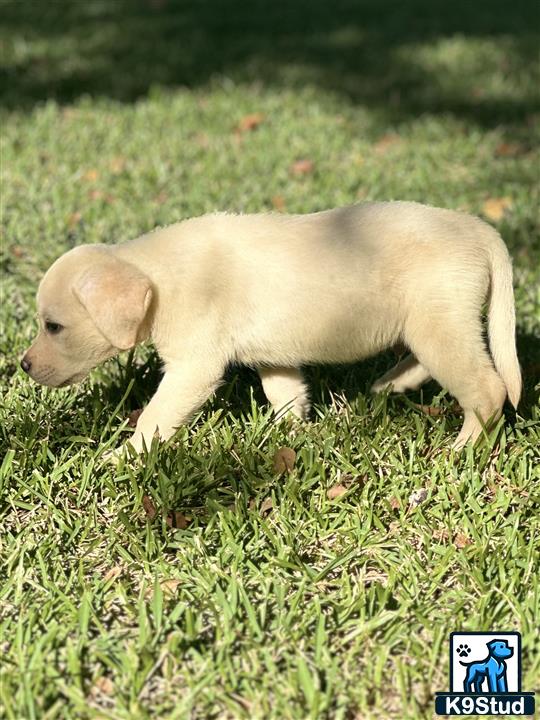 a labrador retriever puppy walking on grass