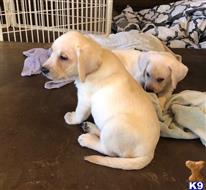 Labrador Retriever Puppies For Sale In Texas