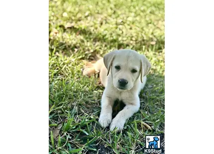 a labrador retriever puppy lying in the grass