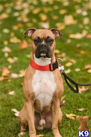a boxer dog sitting on grass