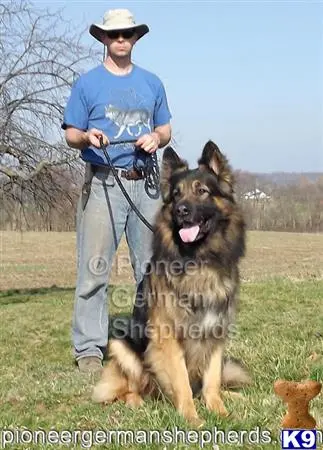 a person with a german shepherd dog