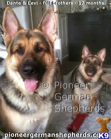 a german shepherd dog and a cat