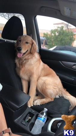 a golden retriever dog sitting in a car