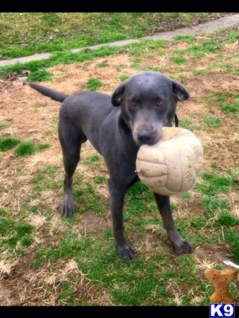 a labrador retriever dog holding a ball