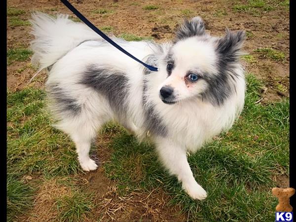 a pomeranian dog with a leash