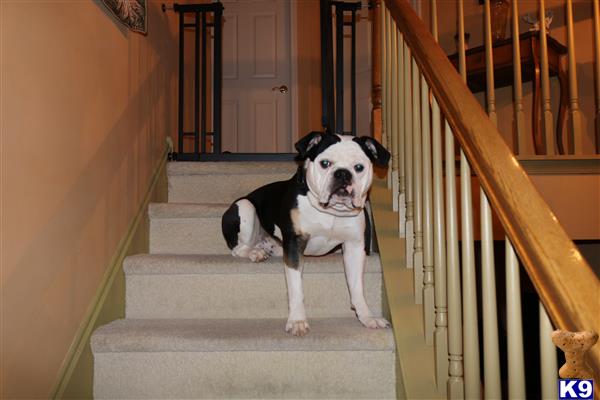 a old english bulldog dog sitting on the stairs