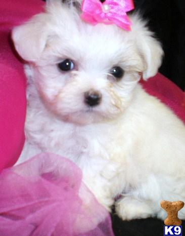 Maltese Puppy for Sale: Maltese Puppy - POLLY SOLD 14 Years old