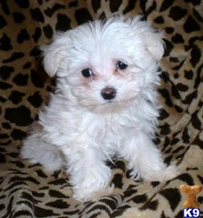 Maltese Puppy for Sale: Maltese Puppies for sale near Raleigh, NC ...