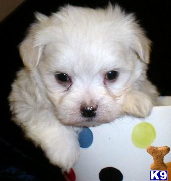 Maltese Puppy for Sale: Male Maltese Puppy Near Raleigh NC 13 Years old