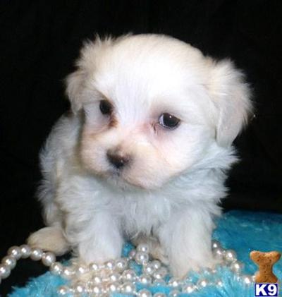 Maltese Puppy for Sale: Maltese Puppies for sale near Raleigh, NC ...