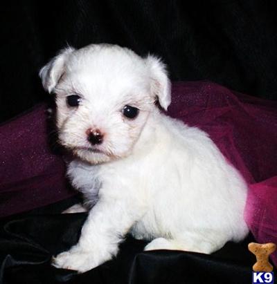 Maltese Puppy for Sale: Maltese Puppy - POLLY SOLD 14 Years old