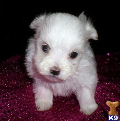 Maltipoo Puppy for Sale: Female Maltipoo Puppy 13 Years old