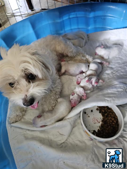 a coton de tulear dog with a group of baby coton de tulear puppies in a tub